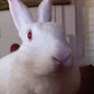 Meet your Posher, Harry